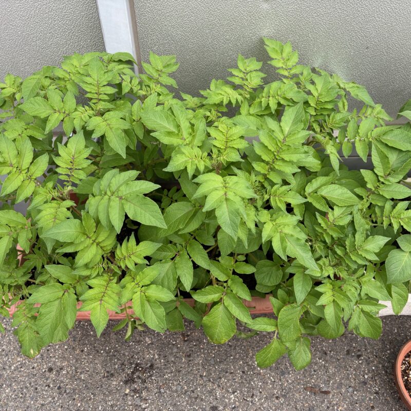 秋植え野菜にチャレンジ🥔